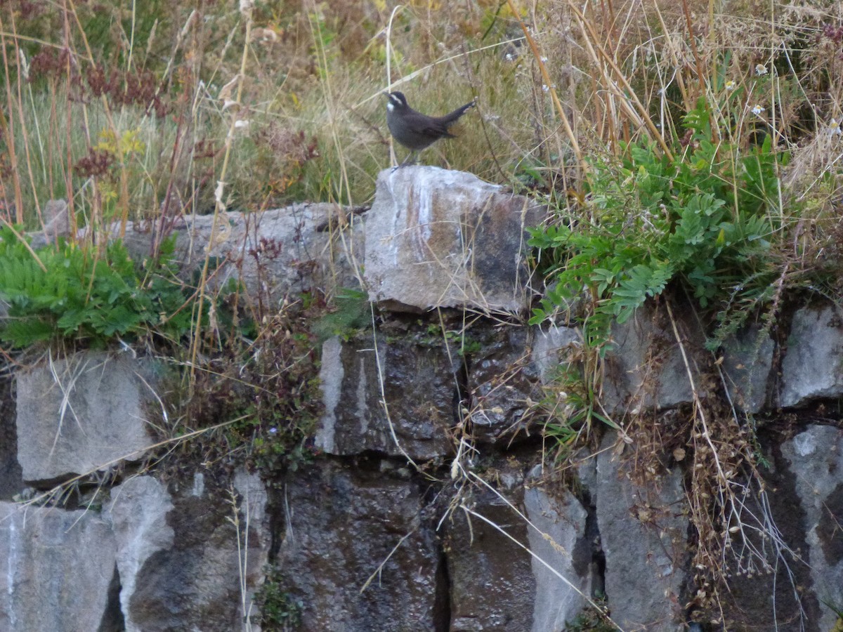 Remolinera Araucana - ML572042651