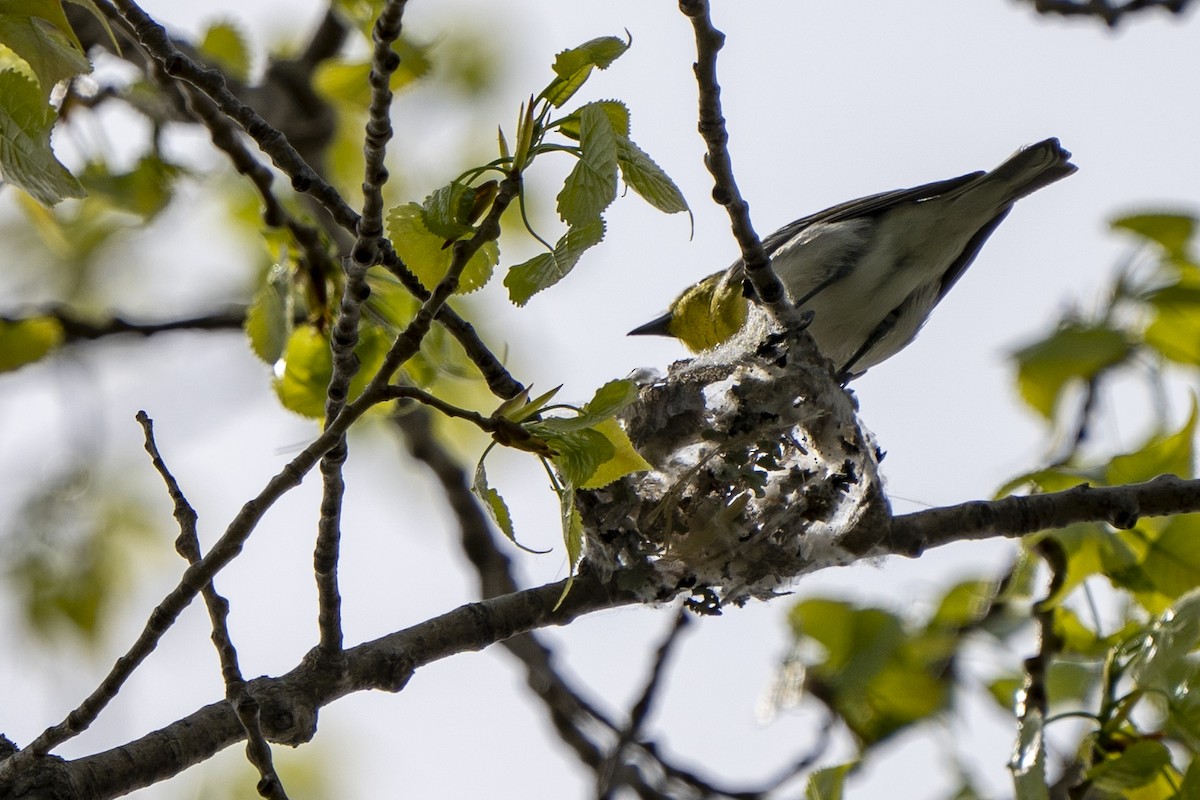Yellow-throated Vireo - ML572043371