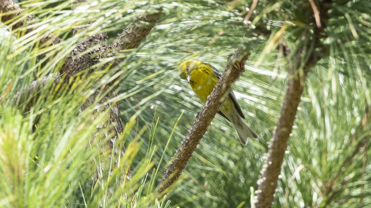 Pine Warbler - ML572043991