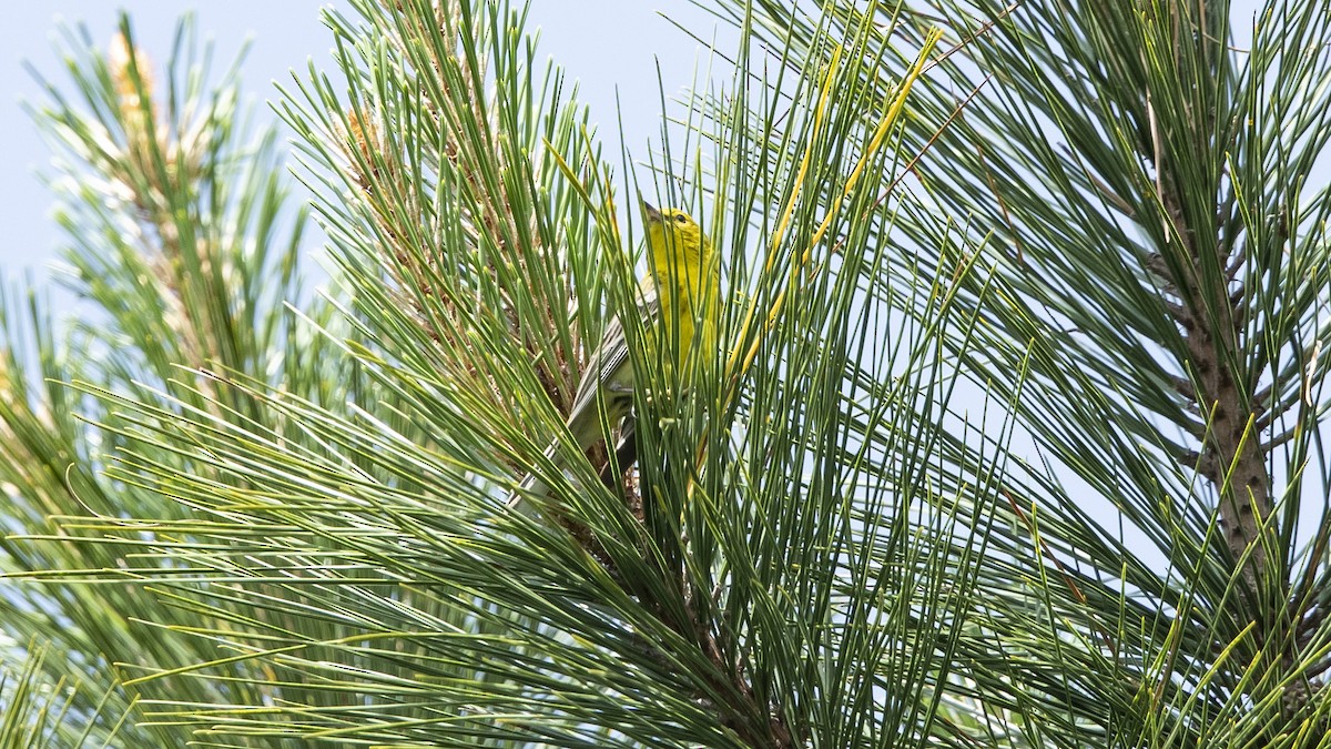 Pine Warbler - ML572044001