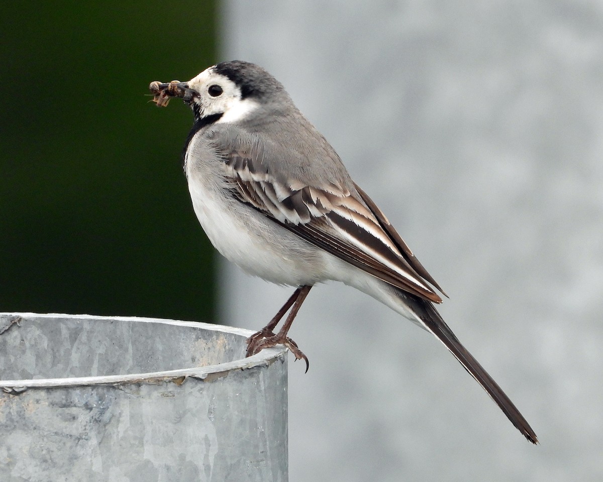 White Wagtail - Peter Jungblut