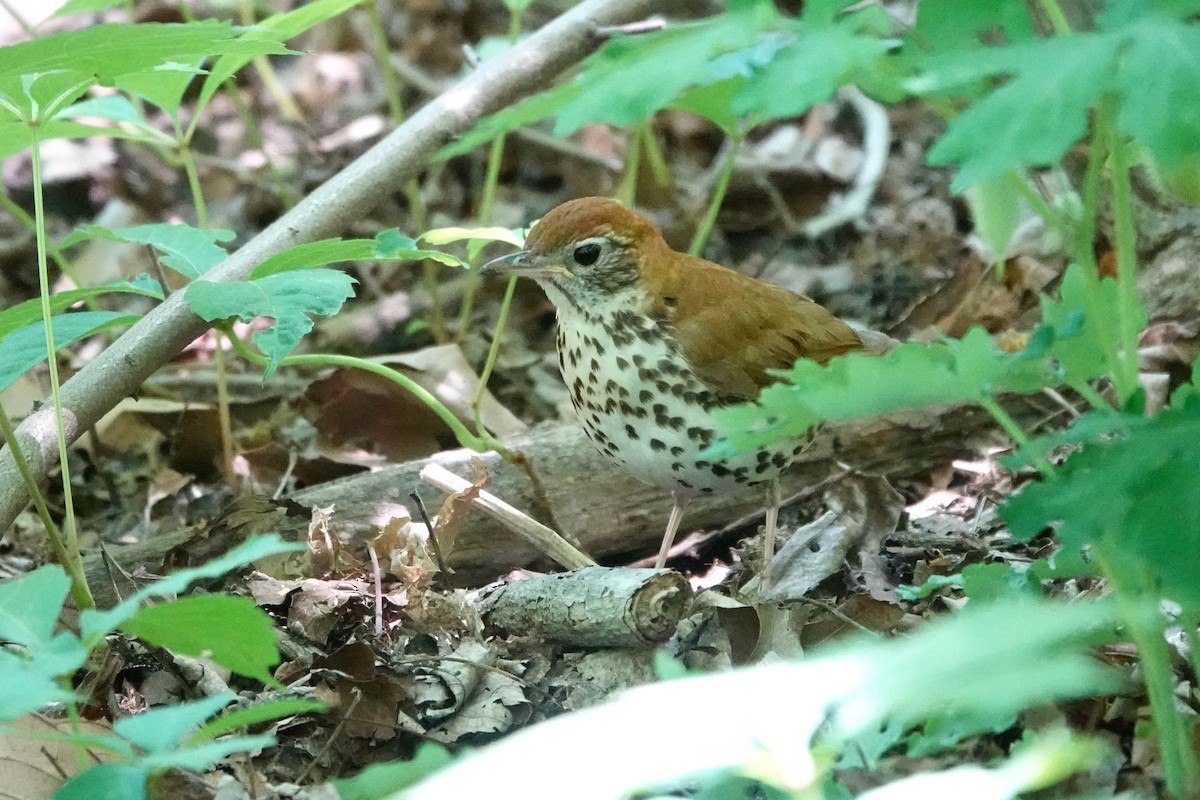 Wood Thrush - ML572044591