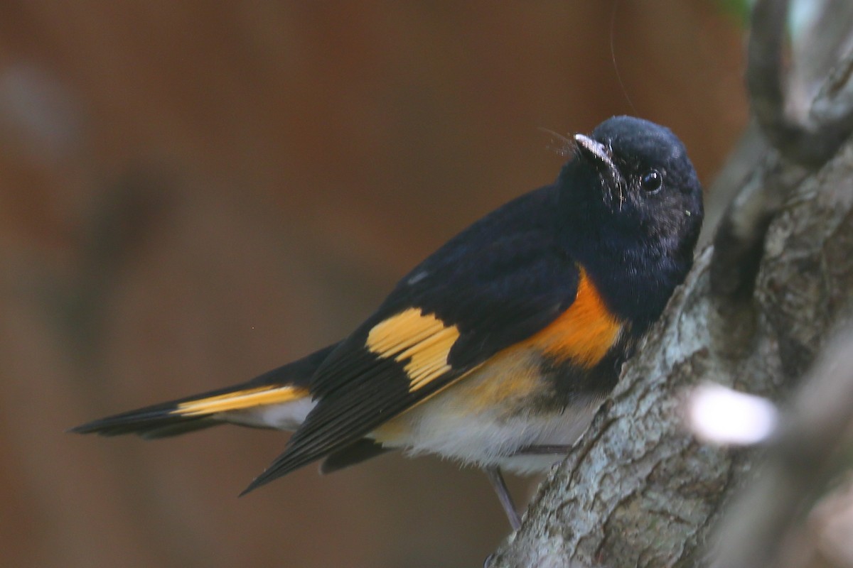 American Redstart - Bruce Robinson