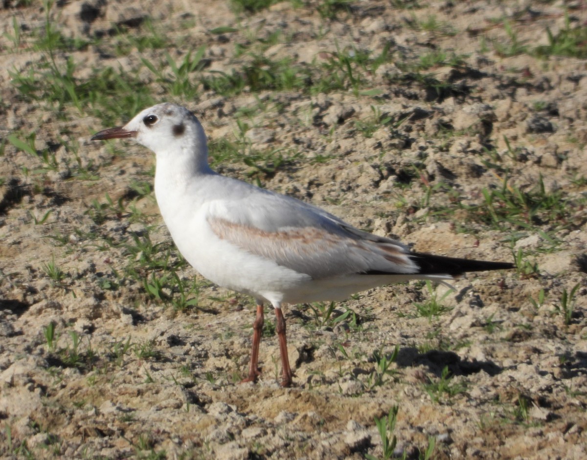 Black-headed Gull - ML572045521