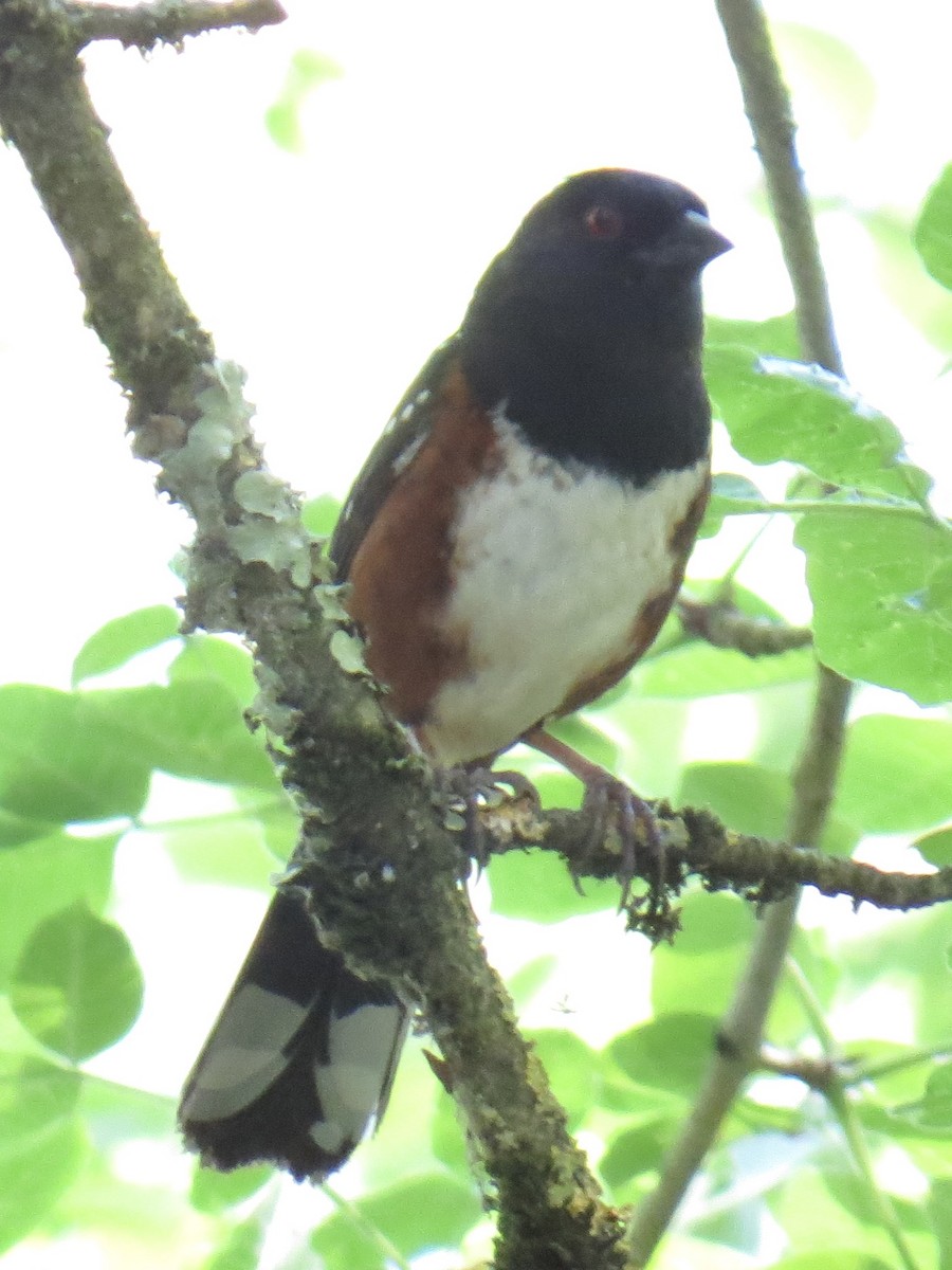 Spotted Towhee - ML572045851