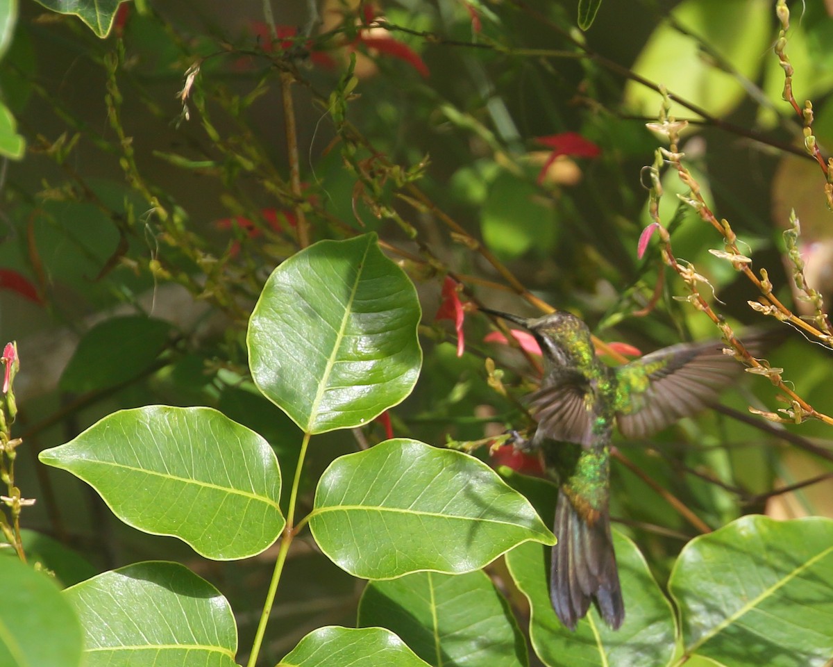 Cuban Emerald - Bruce Robinson