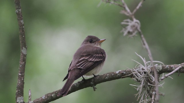 Eastern Wood-Pewee - ML572046221