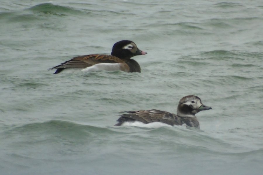 Long-tailed Duck - ML57204671