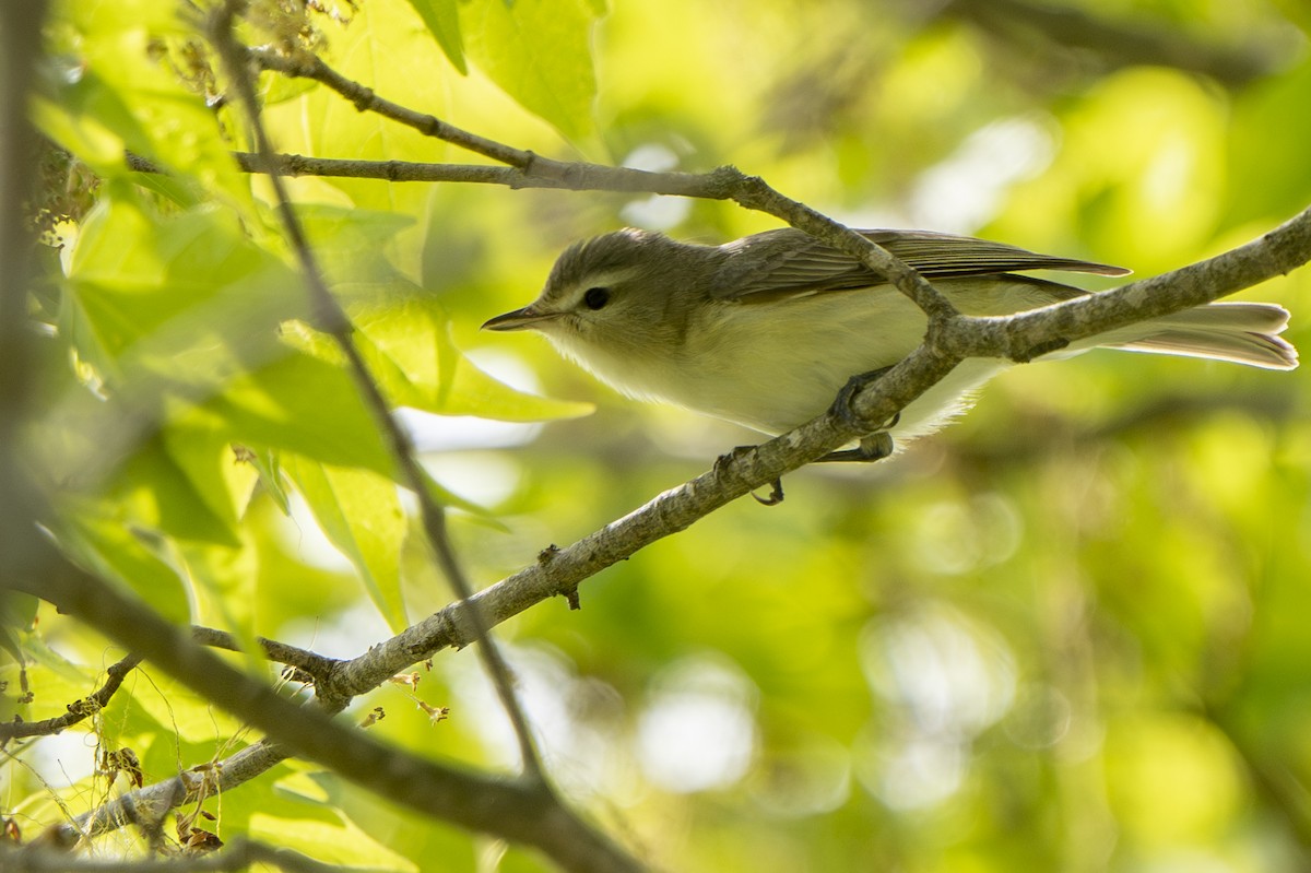 Warbling Vireo - ML572046861