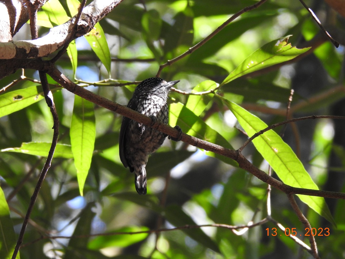 White-wedged Piculet - ML572046971