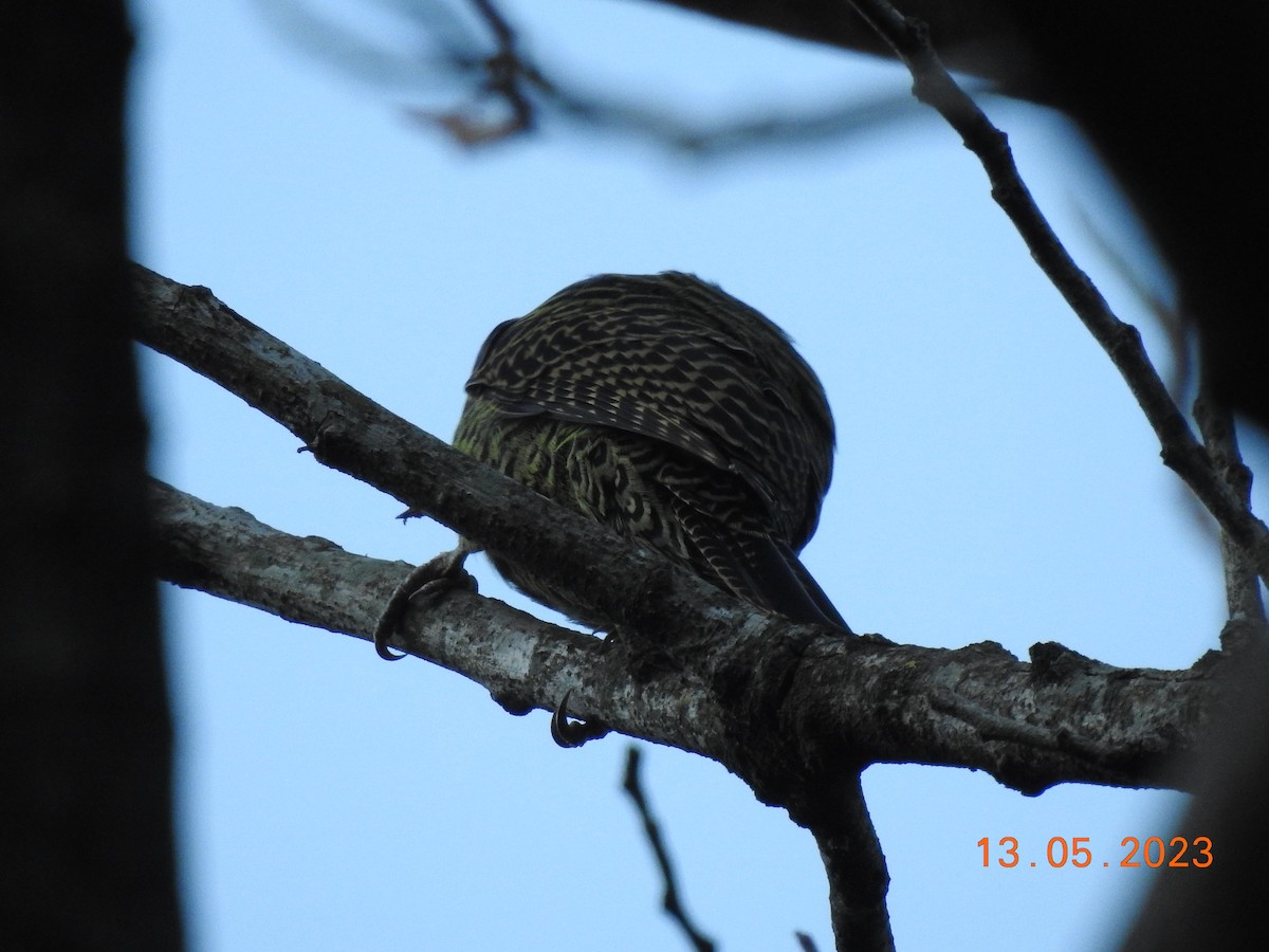 Green-barred Woodpecker - ML572047161