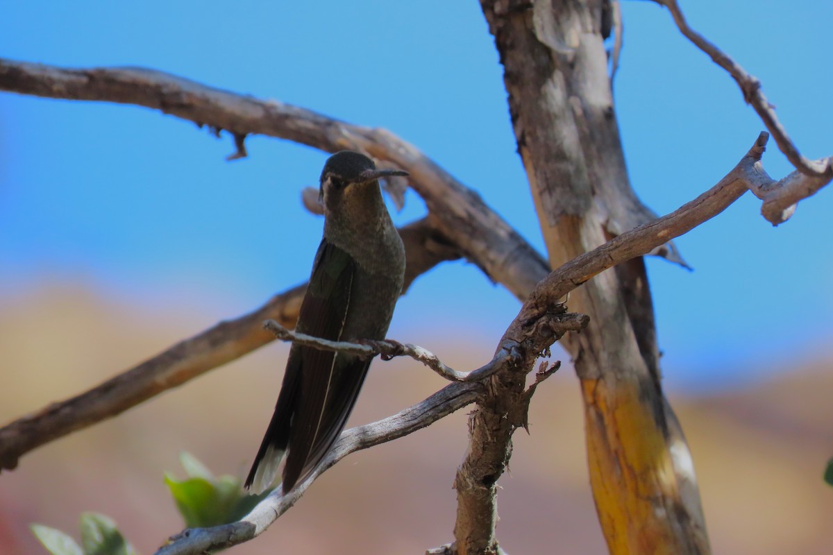 kolibřík blankytohrdlý - ML572047351