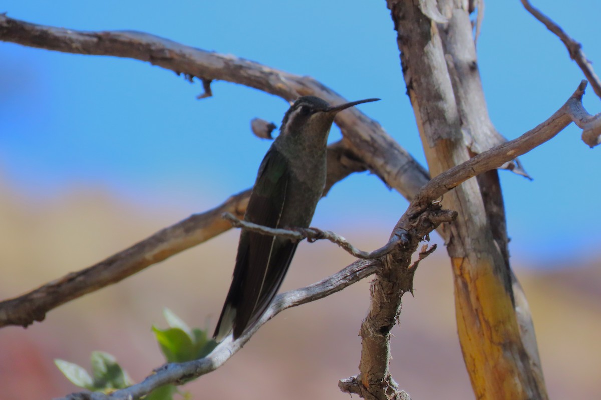 kolibřík blankytohrdlý - ML572047601