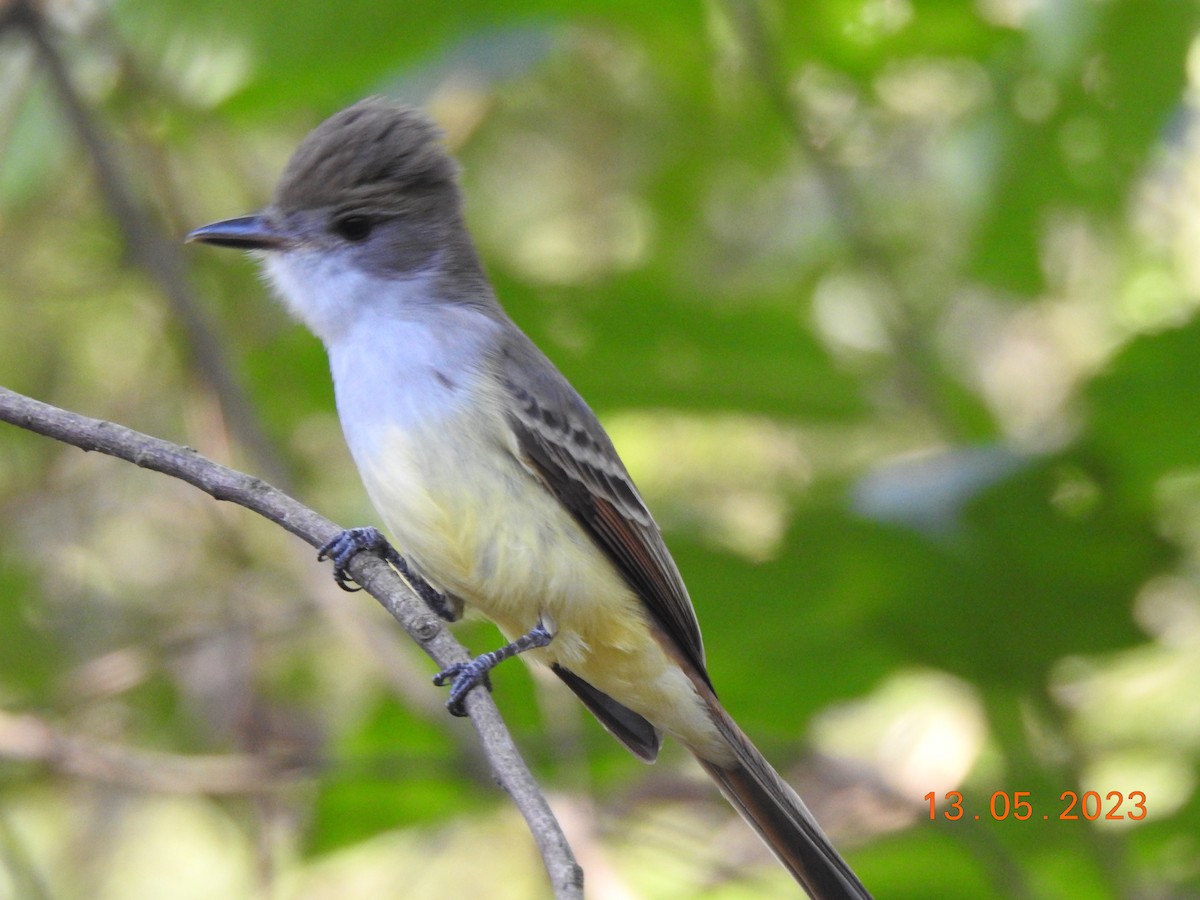 Short-crested Flycatcher - ML572048071