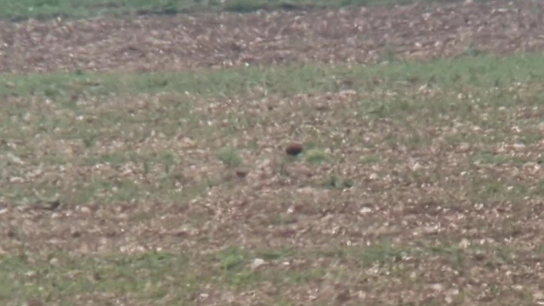 Eurasian Dotterel - ML572048191