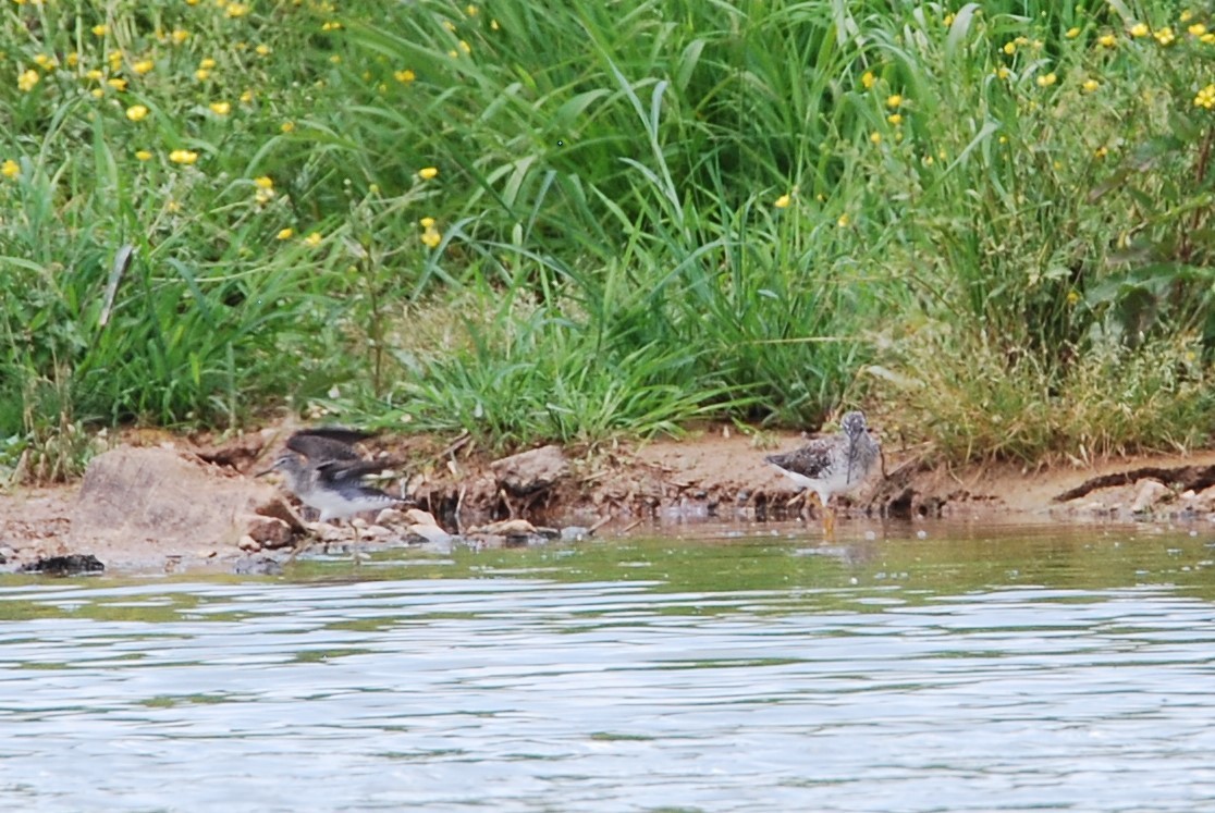 Lesser Yellowlegs - ML572048551