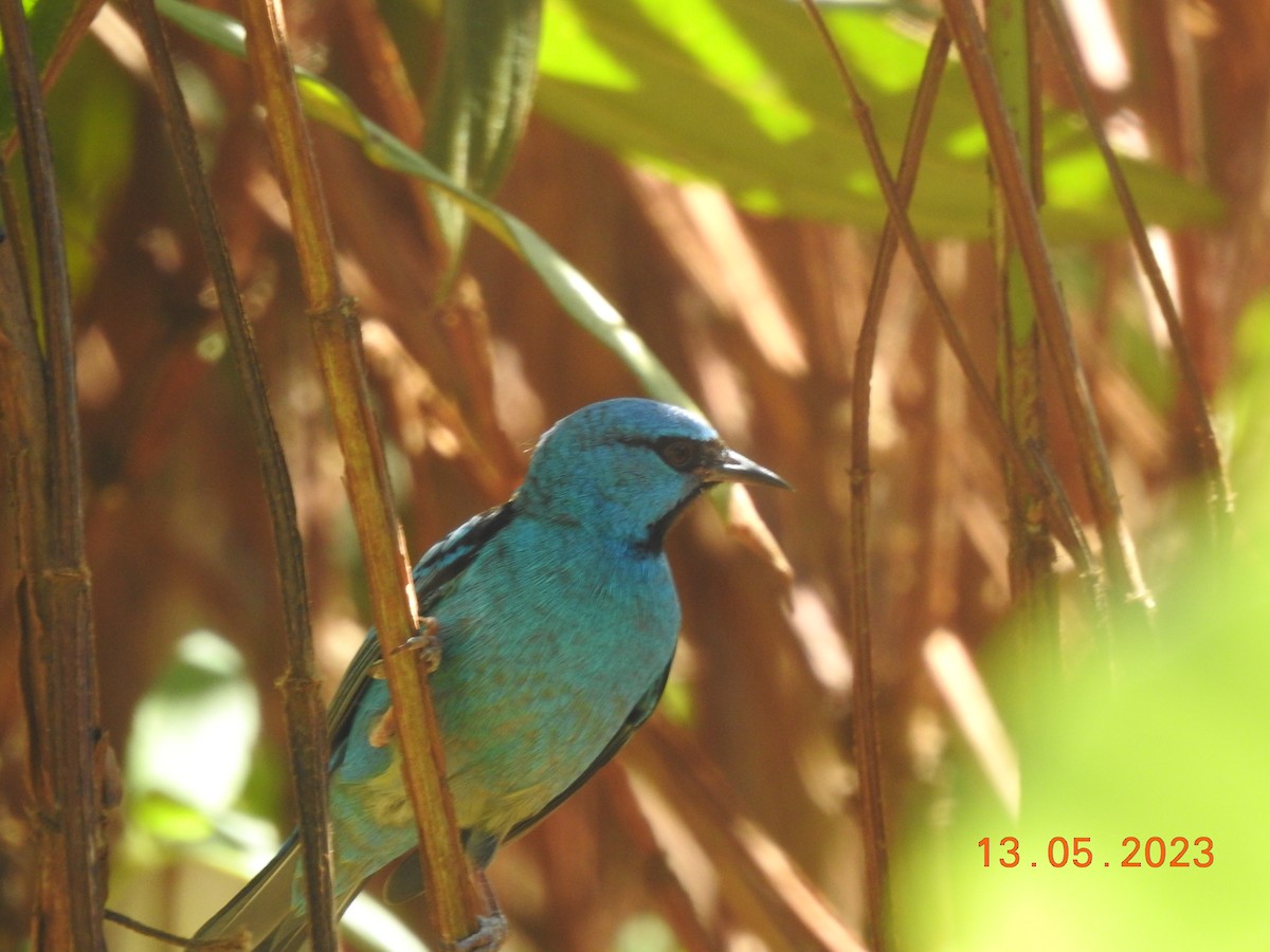 Blue Dacnis - ML572048561