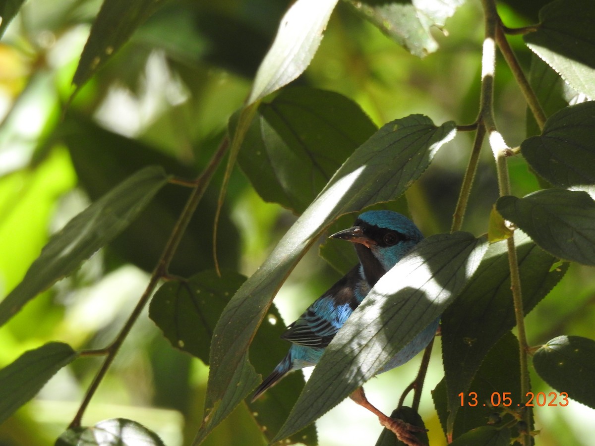 Blue Dacnis - ML572048831