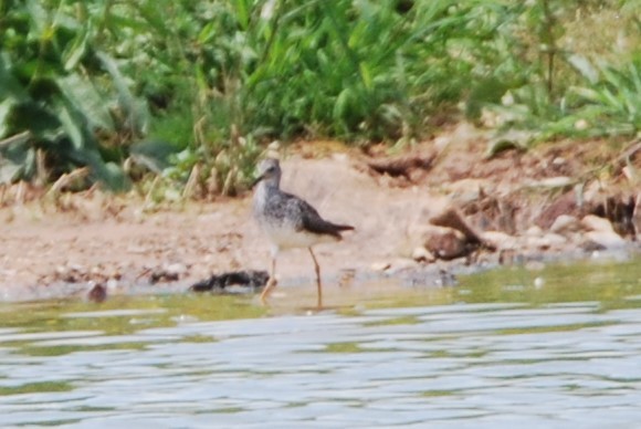 Lesser Yellowlegs - ML572049051