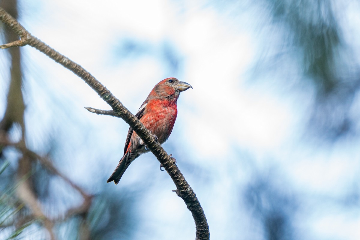 Hispaniolan Crossbill - ML572049251