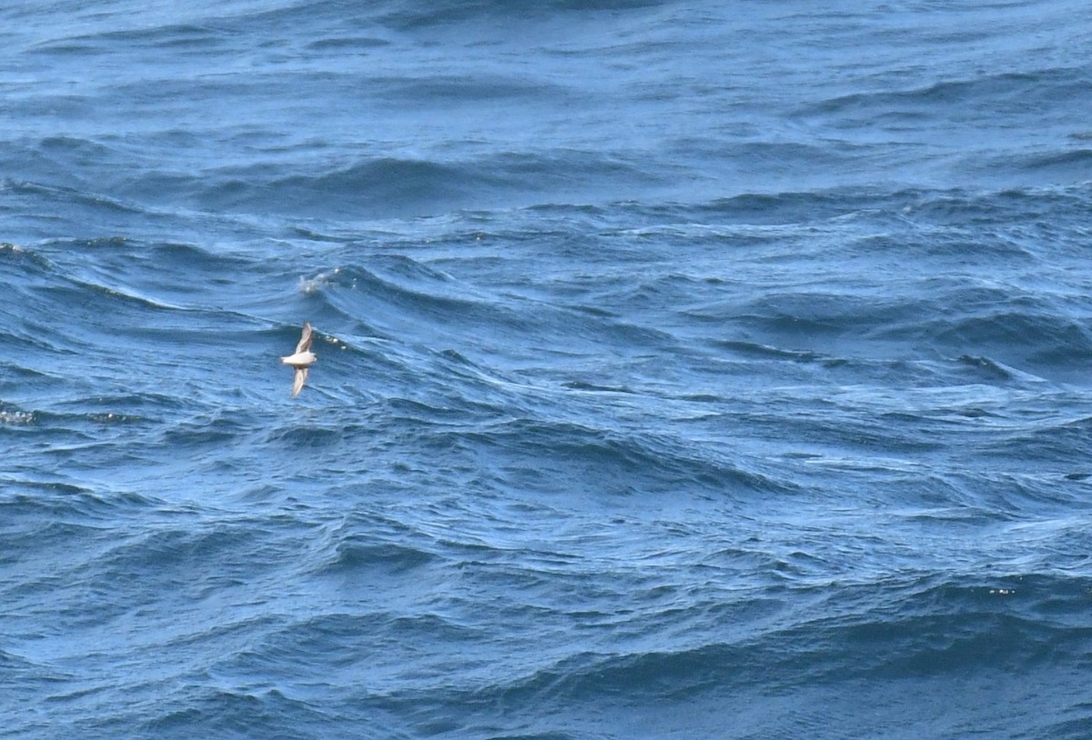 Fork-tailed Storm-Petrel - ML572050121
