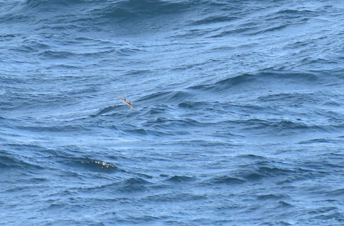 Fork-tailed Storm-Petrel - ML572050131