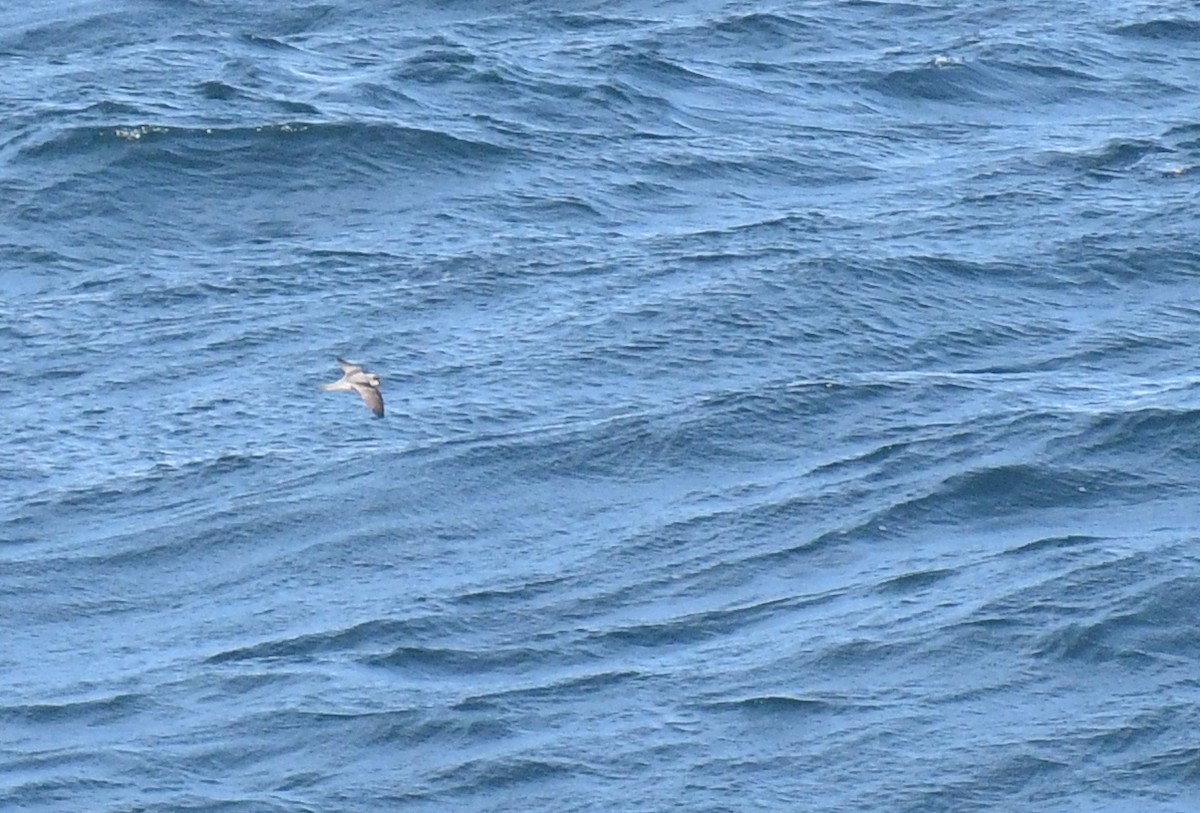 Fork-tailed Storm-Petrel - ML572050141