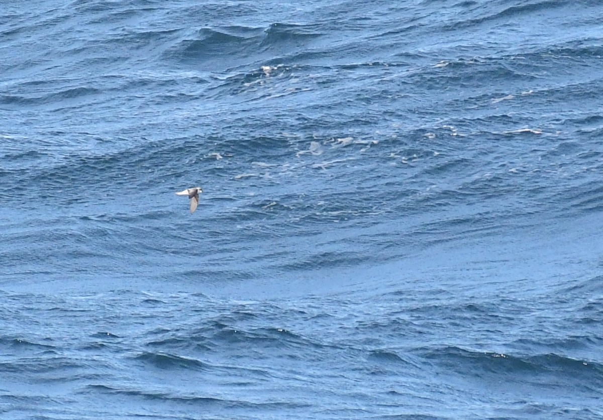 Fork-tailed Storm-Petrel - ML572050151