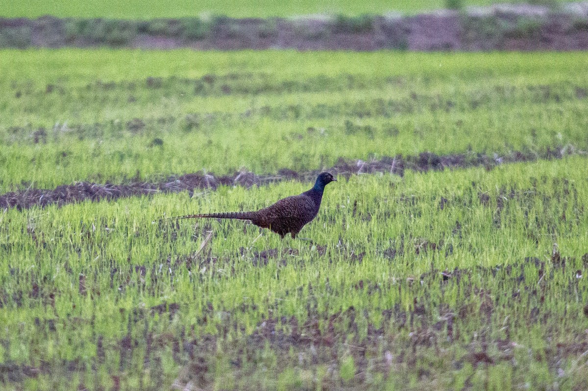 Ring-necked/Green Pheasant - ML572050461