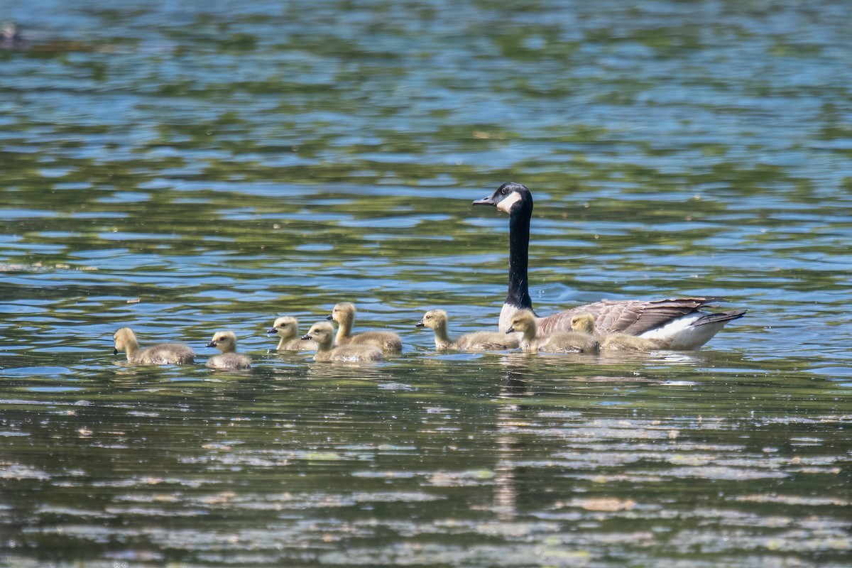 Canada Goose - ML572050941