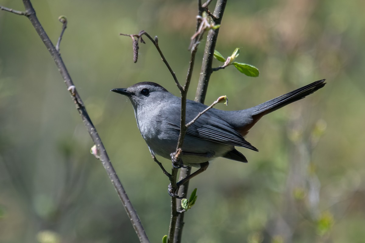 Gray Catbird - ML572051131