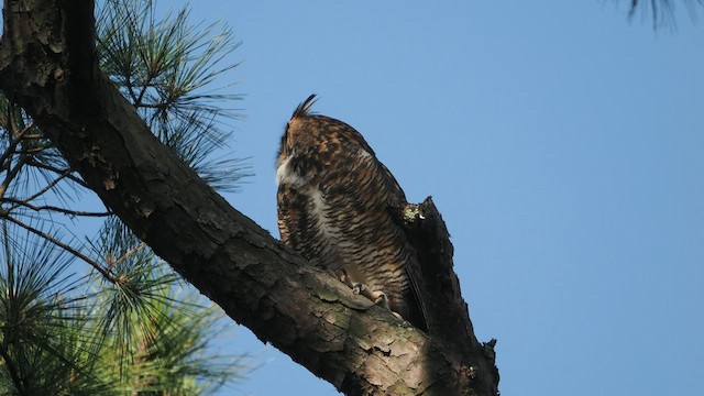 Great Horned Owl - ML572051551