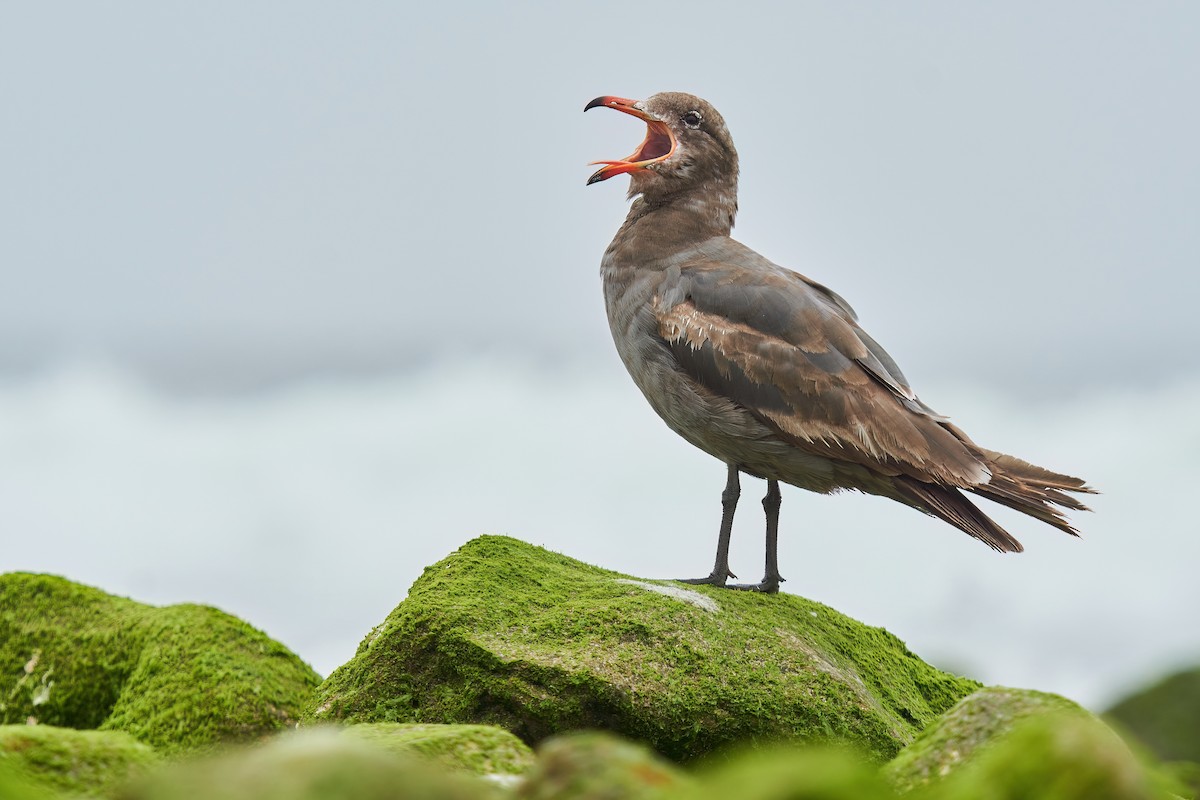 Heermann's Gull - ML572052351