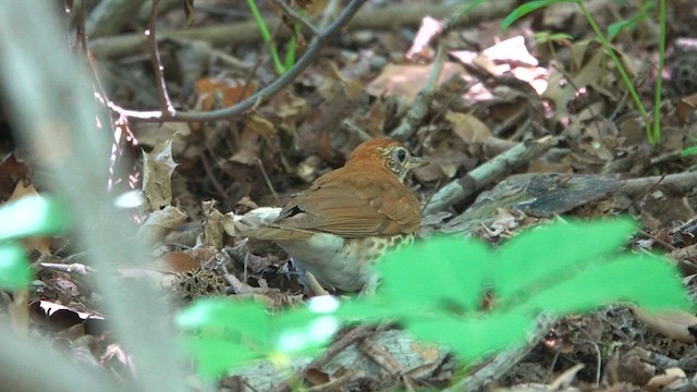 Wood Thrush - ML572052951