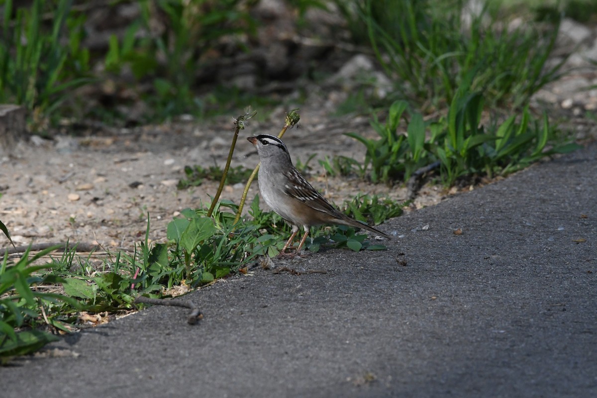 White-crowned Sparrow - ML572053301