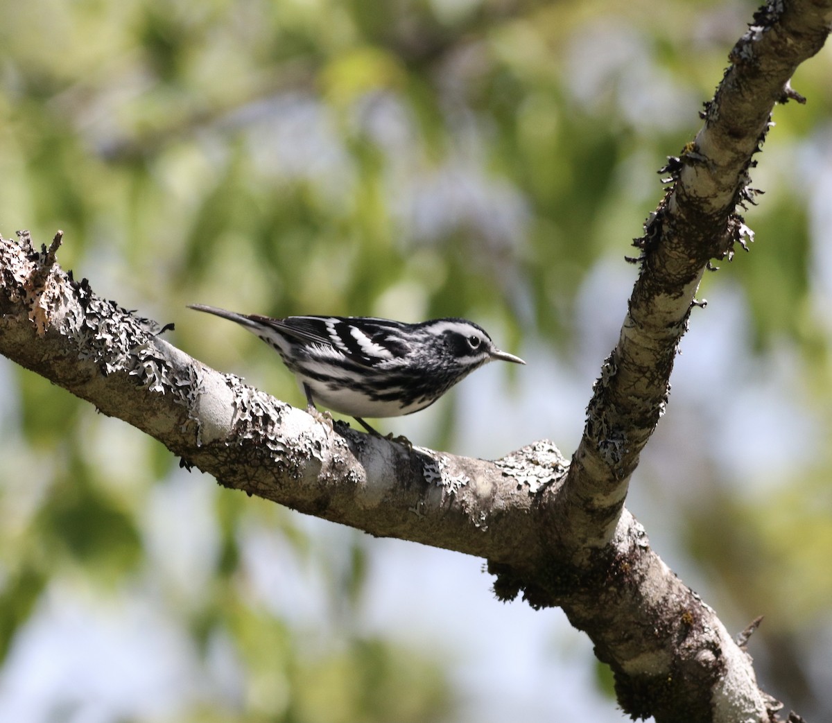 Black-and-white Warbler - ML572055431