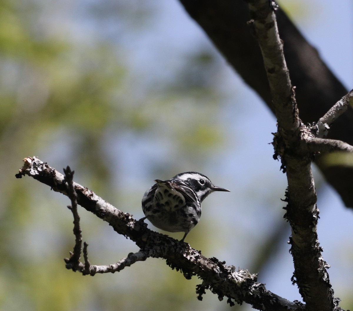 Black-and-white Warbler - ML572055441
