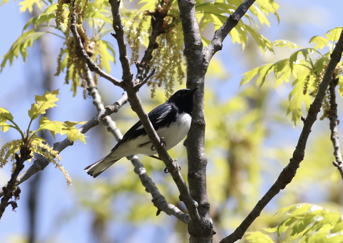 Black-throated Blue Warbler - ML572055511