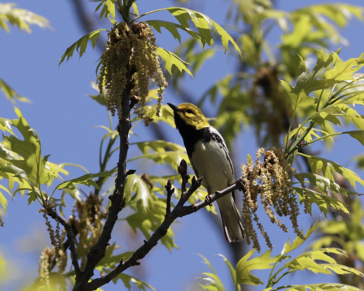 Black-throated Green Warbler - ML572055581