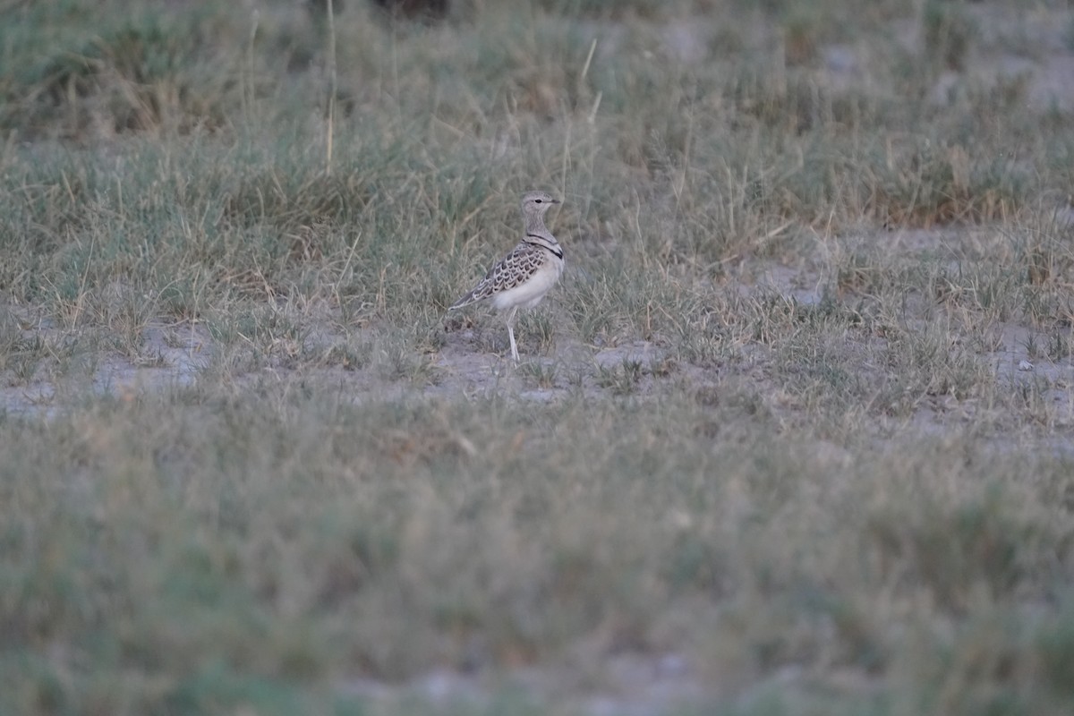 Double-banded Courser - ML572055621