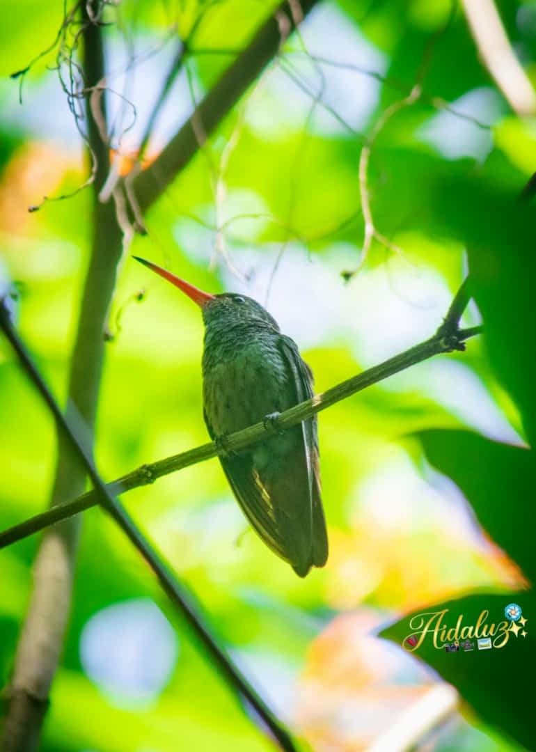 Red-billed Emerald - ML572055791