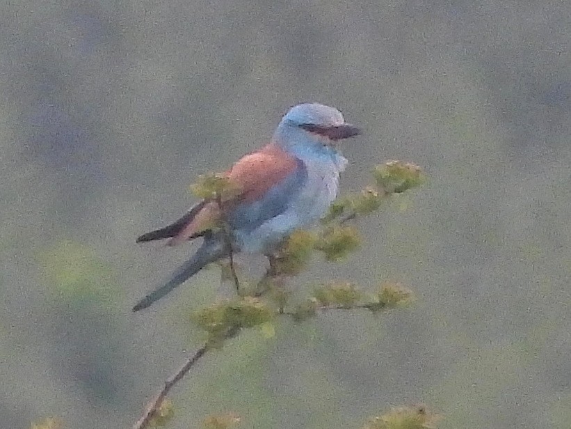 European Roller - ML572055831