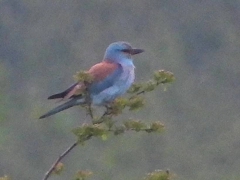 European Roller - ML572055841