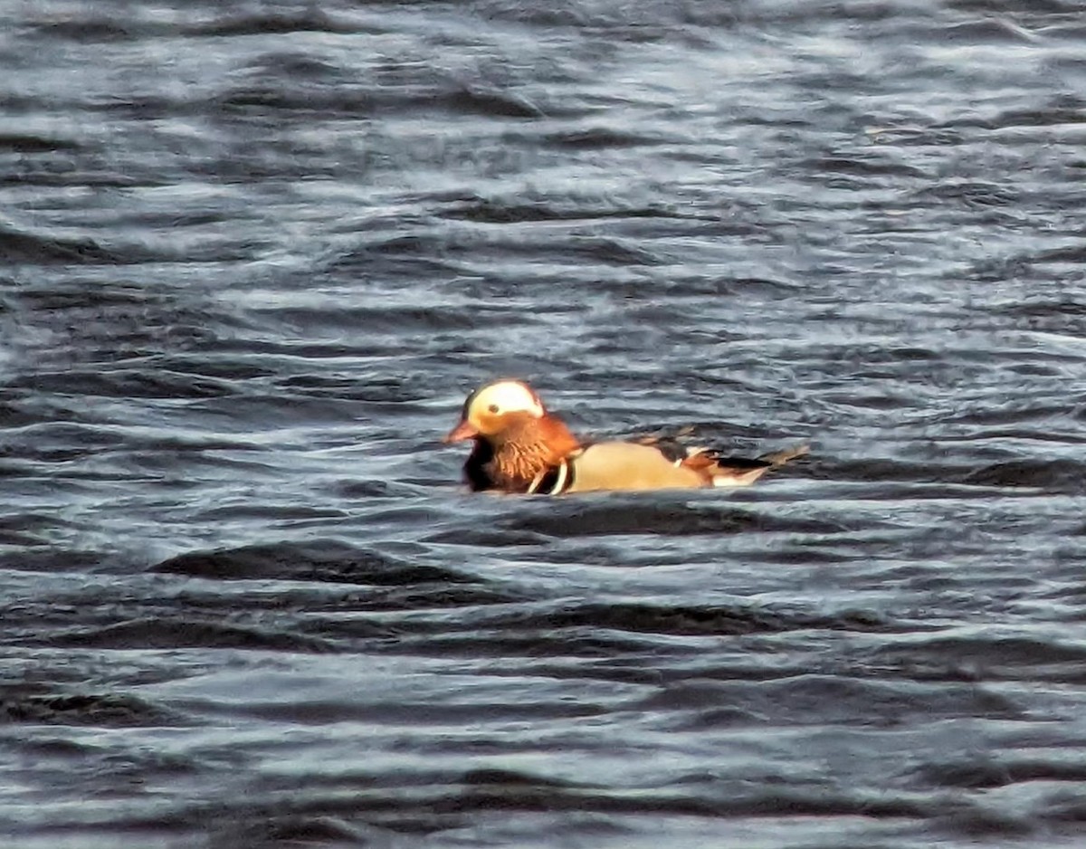 Mandarin Duck - Michael Hoit