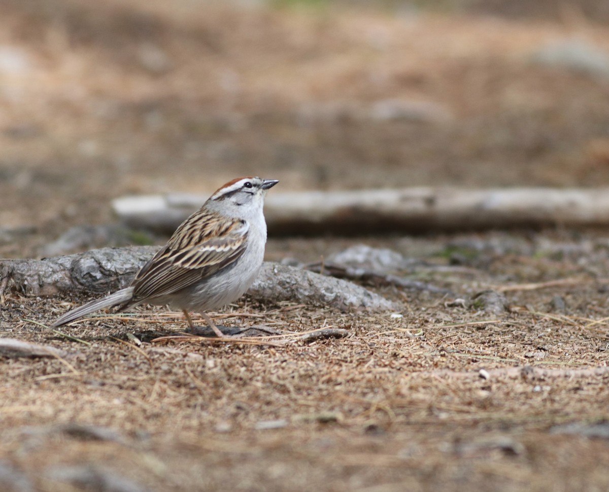 Chipping Sparrow - ML572056141
