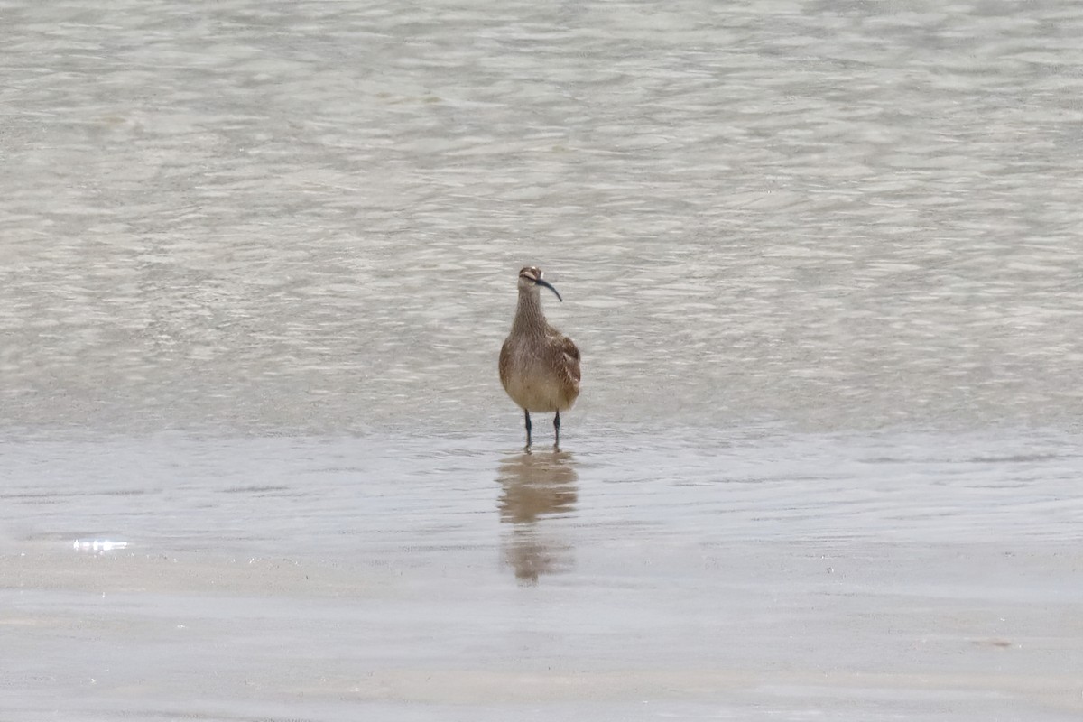 Whimbrel - ML572056741