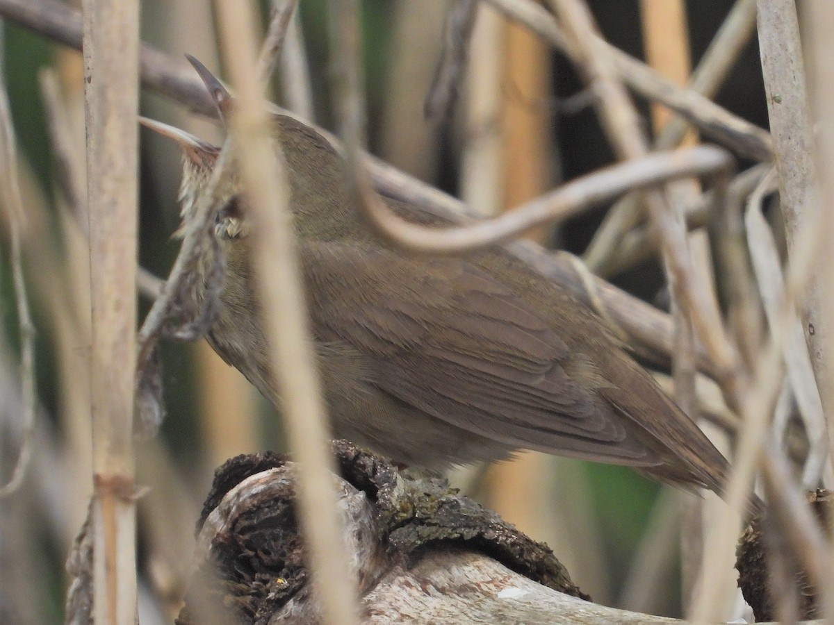 River Warbler - ML572057491