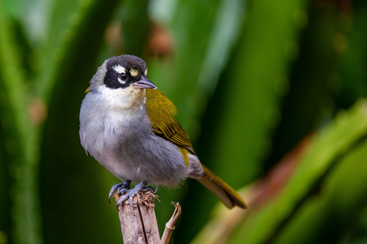 Black-crowned Palm-Tanager - ML572058841