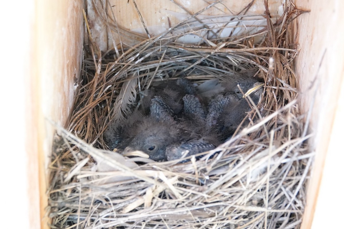 Western Bluebird - ML572060051