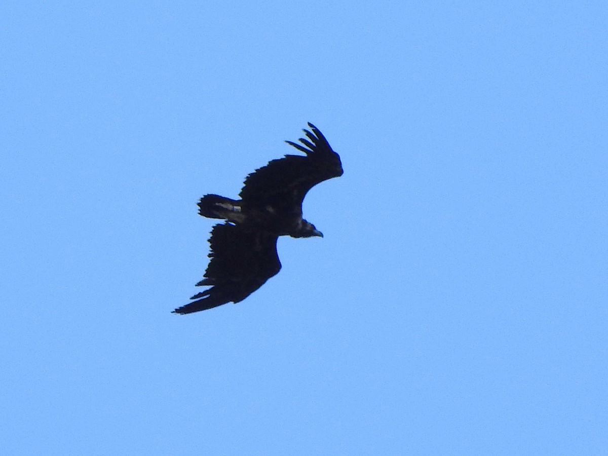 Cinereous Vulture - ML572060851